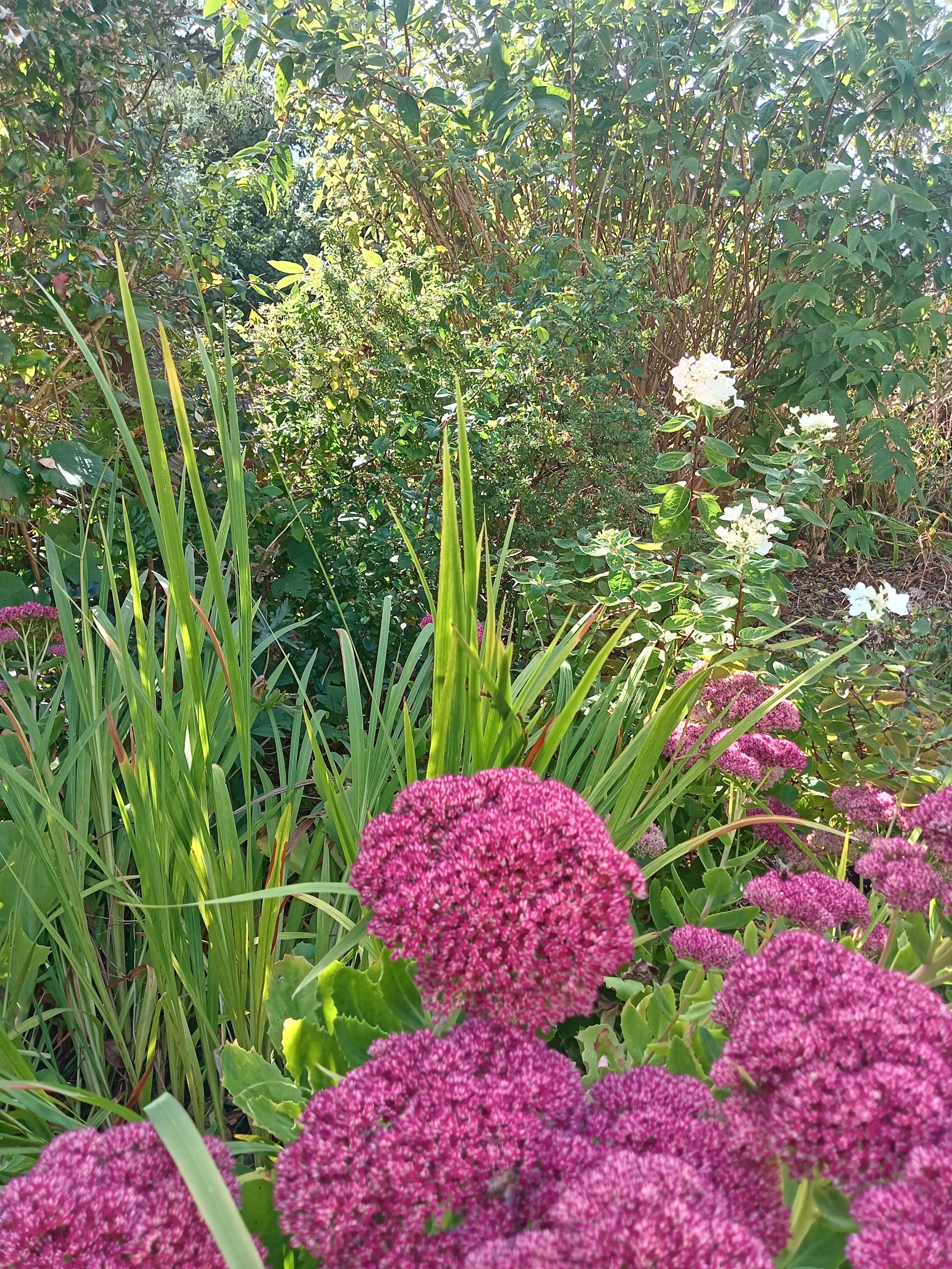 A full border of pink sedum heads, white flowers and tall foliage