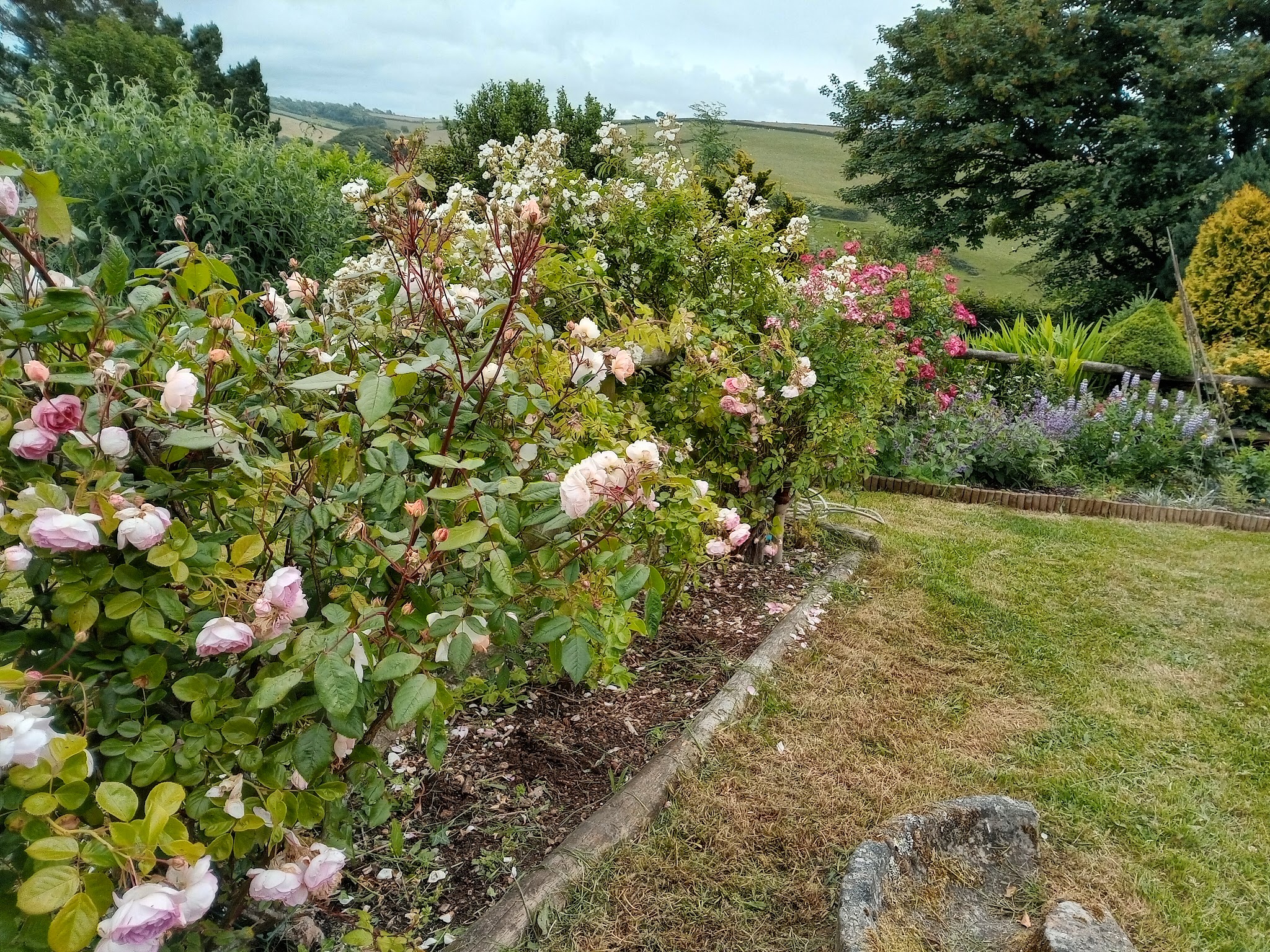 A rose bed with a crisp lawn edge and countryside beyond