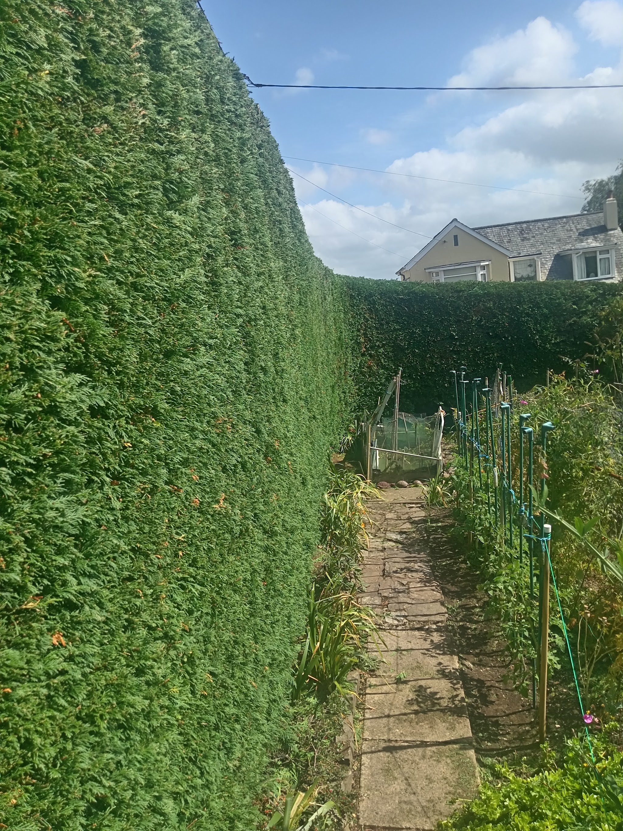 A tall conifer hedge clipped flat beside a stone flag path