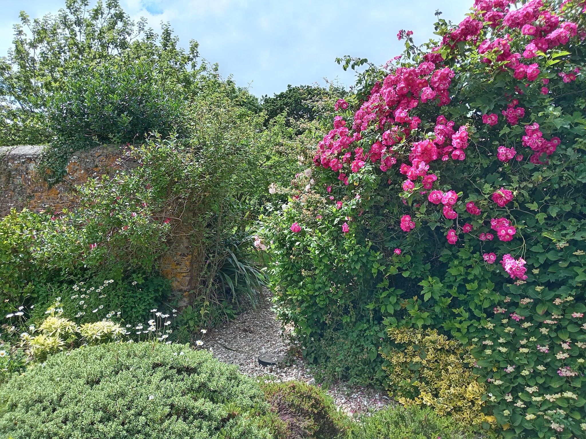 A rambling pink rose over an old stone wall above a gravel rockery bed