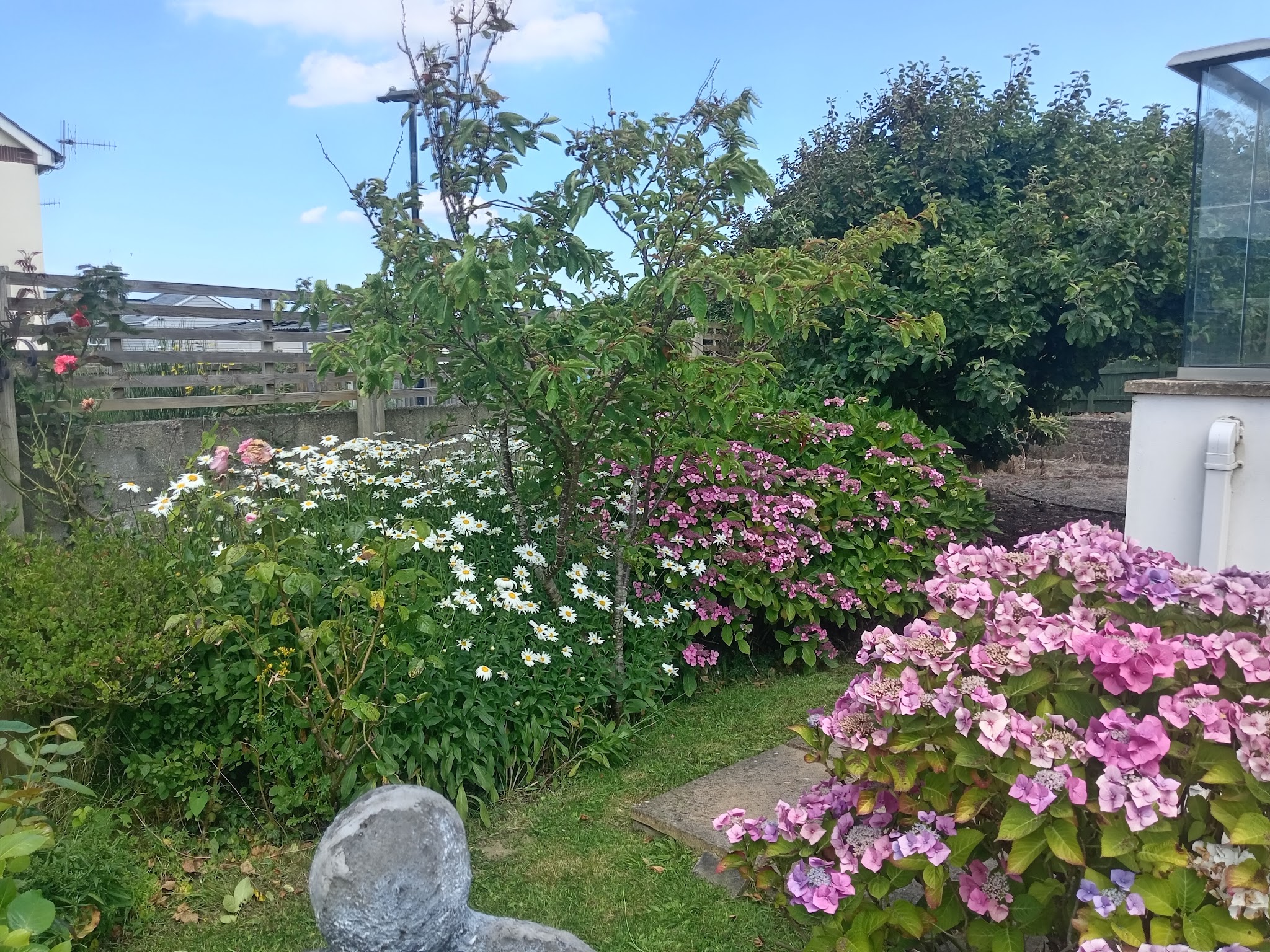 Pink lacecap hydrangeas and white daisies along the edge of a lawn