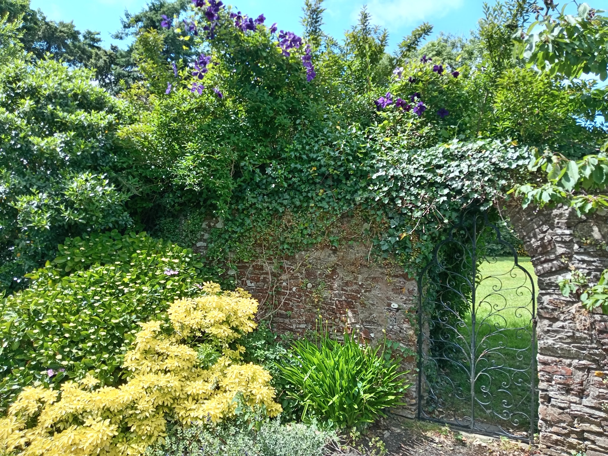 An arched wrought iron gate in a stone wall framed by clematis and golden shrubs