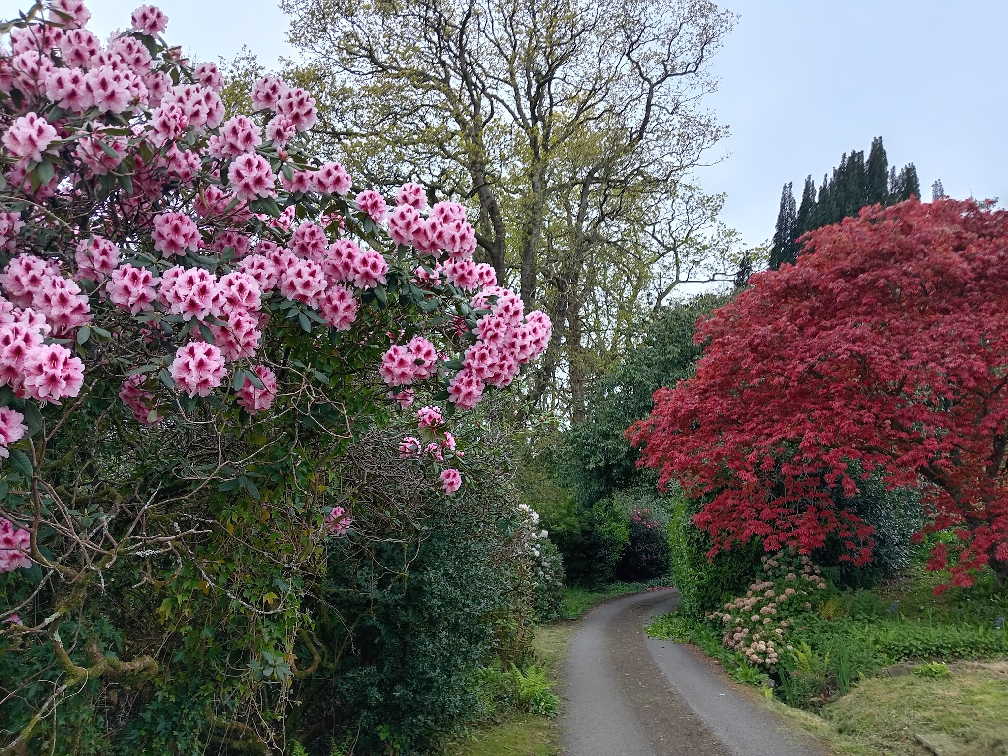 A pink rhododendron and a red Japanese maple beside a country lane